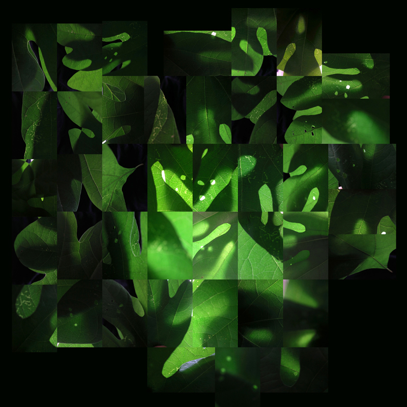 leaf image / david garland