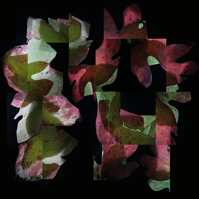 leaf image / david garland